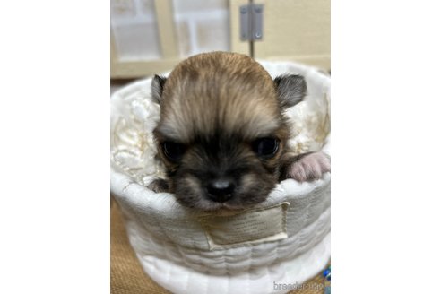 成約済の北海道のチワワ(ロングコート)-345736の19枚目