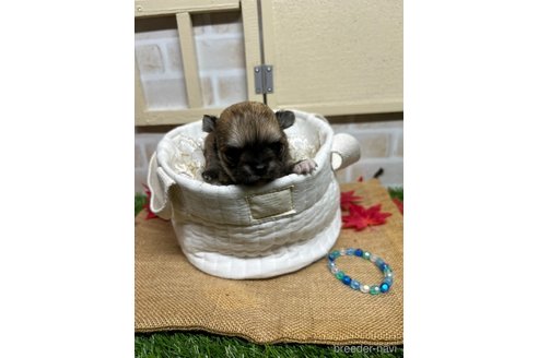 成約済の北海道のチワワ(ロングコート)-345736の18枚目