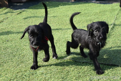成約済の熊本県のミックス犬-347316の7枚目