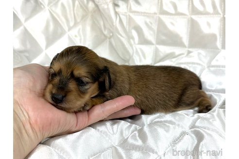 成約済の愛知県のミニチュアダックスフンド(ロングヘアード)-347322の3枚目