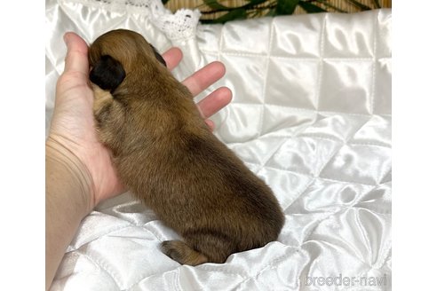 成約済の愛知県のミニチュアダックスフンド(ロングヘアード)-347322の9枚目