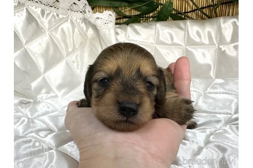 成約済の愛知県のミニチュアダックスフンド(ロングヘアード)-347322の11枚目