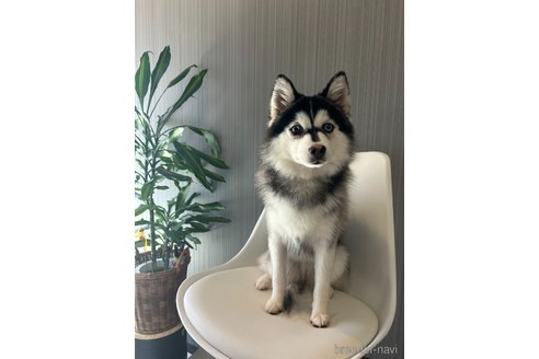 成約済の千葉県のミックス犬-347343の2枚目