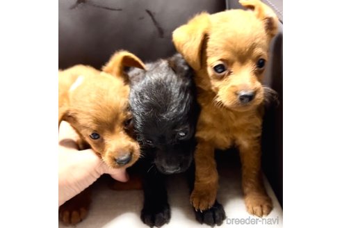 成約済の奈良県のミックス犬-338554の1枚目