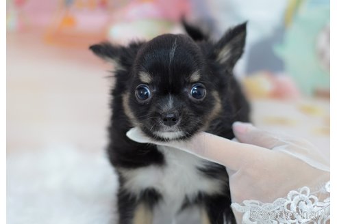 成約済の埼玉県のチワワ(ロングコート)-337796の20枚目