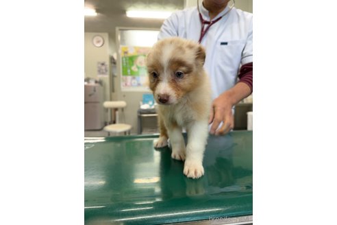 成約済の山梨県のオーストラリアンシェパード-334186の1枚目