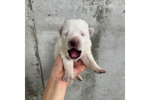 成約済の山梨県のホワイトシェパード-347370の4枚目