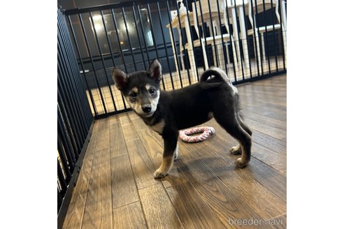 成約済の栃木県の柴犬-343688の17枚目