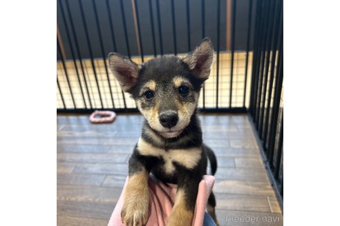 成約済の栃木県の柴犬-343688の16枚目