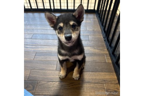 成約済の栃木県の柴犬-343688の15枚目