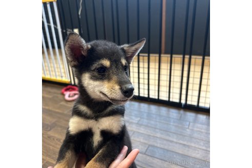 成約済の栃木県の柴犬-343688の14枚目