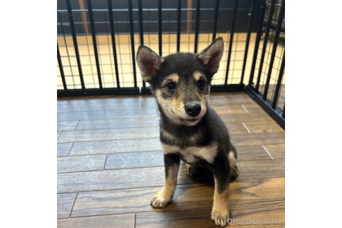 成約済の栃木県の柴犬-343688の13枚目