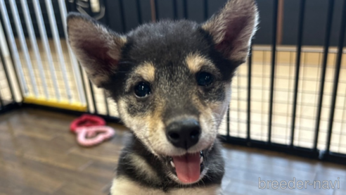 成約済の栃木県の柴犬-343688の12枚目