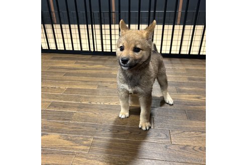 成約済の栃木県の柴犬-343749の23枚目
