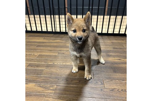成約済の栃木県の柴犬-343749の22枚目