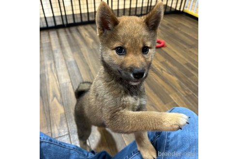 成約済の栃木県の柴犬-343749の21枚目