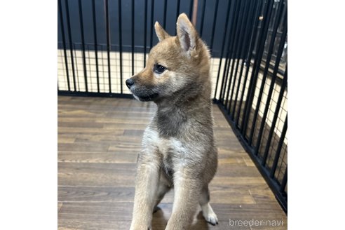 成約済の栃木県の柴犬-343749の20枚目