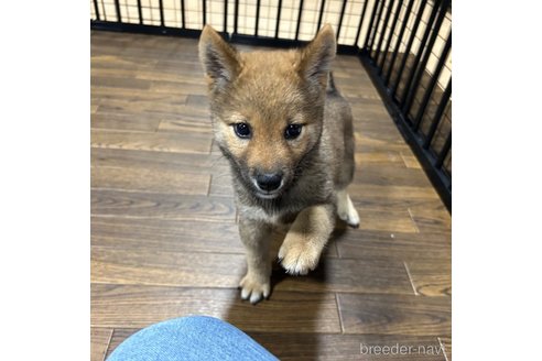 成約済の栃木県の柴犬-343749の19枚目