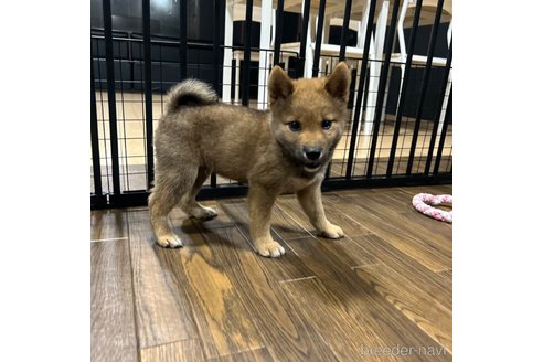 成約済の栃木県の柴犬-343749の18枚目