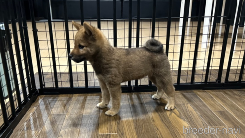 成約済の栃木県の柴犬-343749の17枚目