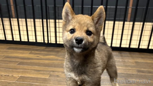 成約済の栃木県の柴犬-343749の16枚目