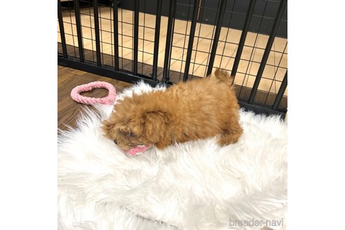 成約済の栃木県のマルプー:マルチーズ×トイプードル-343684の4枚目