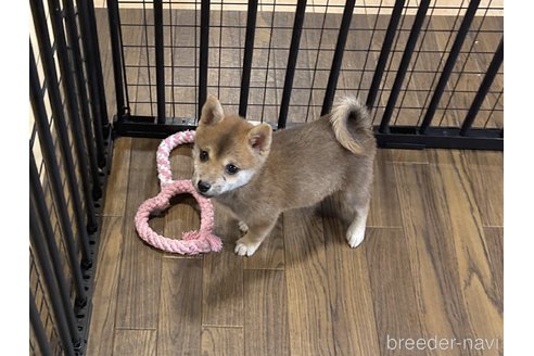 成約済の栃木県の柴犬-343879の21枚目
