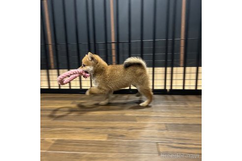 成約済の栃木県の柴犬-343750の32枚目