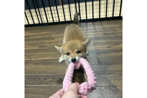 成約済の栃木県の柴犬-343750の31枚目