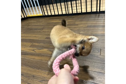 成約済の栃木県の柴犬-343750の30枚目