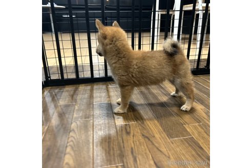 成約済の栃木県の柴犬-343750の28枚目