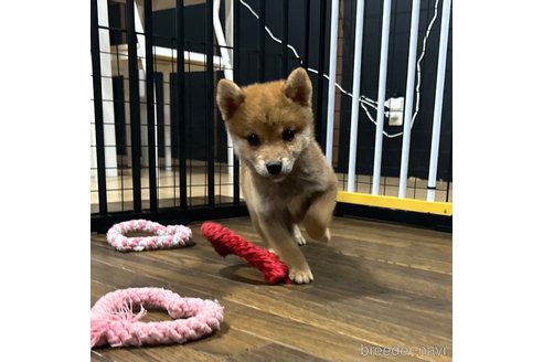 成約済の栃木県の柴犬-343750の27枚目