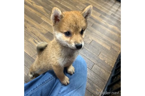 成約済の栃木県の柴犬-343750の25枚目