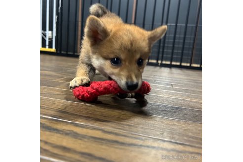 成約済の栃木県の柴犬-343750の24枚目