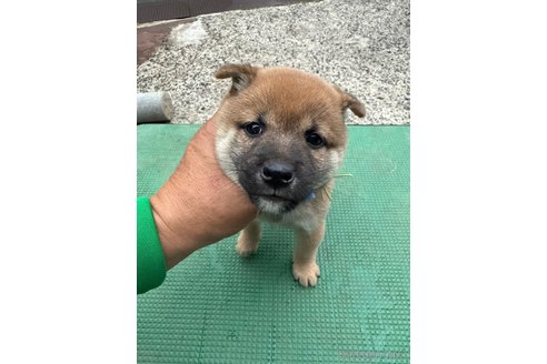 成約済の広島県の豆柴-347390の4枚目