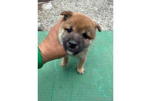 成約済の広島県の豆柴-347390の2枚目