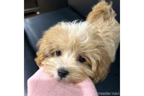 成約済の栃木県のマルプー:マルチーズ×トイプードル-343682の2枚目
