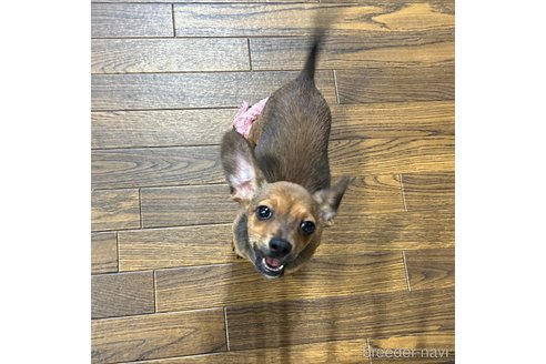 成約済の栃木県のチワックス:チワワ×ミニチュアダックスフンド-329576の4枚目