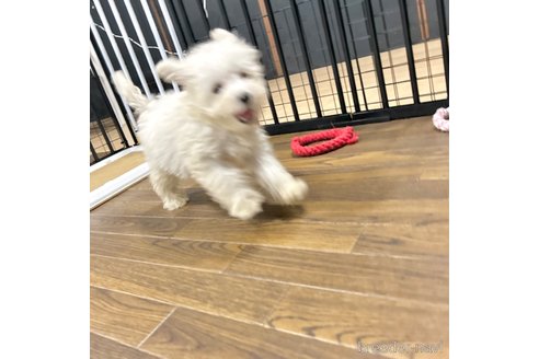 成約済の栃木県のマルプー:マルチーズ×トイプードル-343754の34枚目