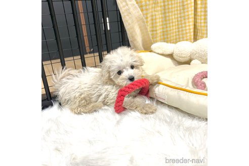 成約済の栃木県のマルプー:マルチーズ×トイプードル-343754の36枚目