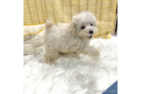 成約済の栃木県のマルプー:マルチーズ×トイプードル-343754の32枚目