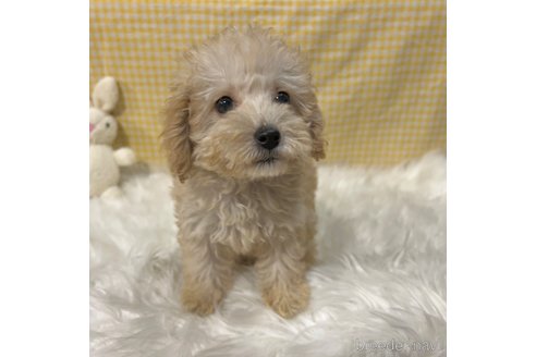 成約済の栃木県のマルプー:マルチーズ×トイプードル-343755の8枚目