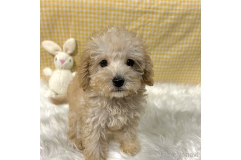 成約済の栃木県のマルプー:マルチーズ×トイプードル-343755の9枚目