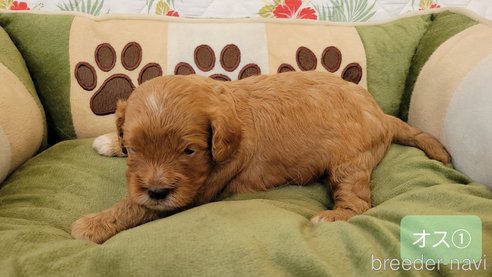 成約済の神奈川県のキャバプー:キャバリア×トイプードル-345493の21枚目
