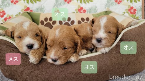 成約済の神奈川県のキャバプー:キャバリア×トイプードル-345493の13枚目