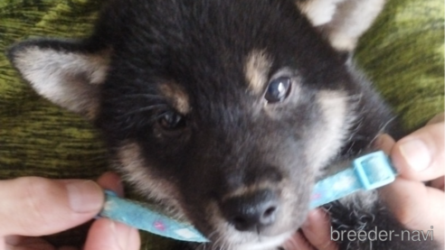 成約済の千葉県の柴犬-337117の6枚目