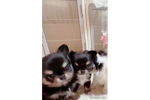 成約済の香川県のチワワ(ロングコート)-344345の2枚目