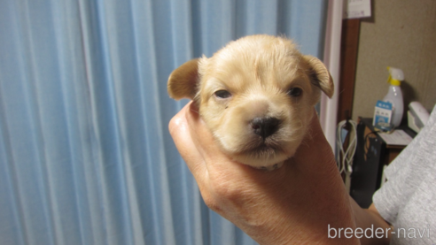 成約済の福岡県のミックス犬-347403の29枚目