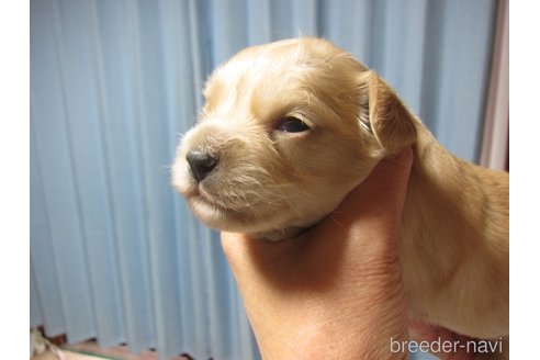 成約済の福岡県のミックス犬-347403の28枚目