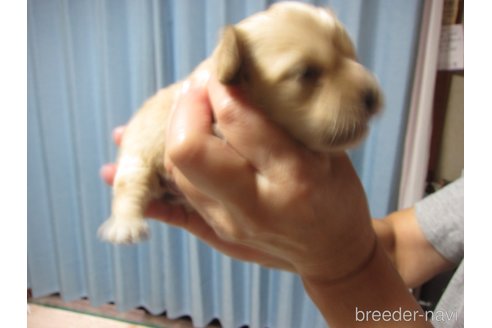 成約済の福岡県のミックス犬-347403の27枚目